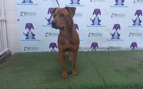 MONKEY - Black Mouth Cur / Labrador Retriever available for adoption