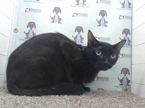 A599673 - Domestic Short Hair available for adoption