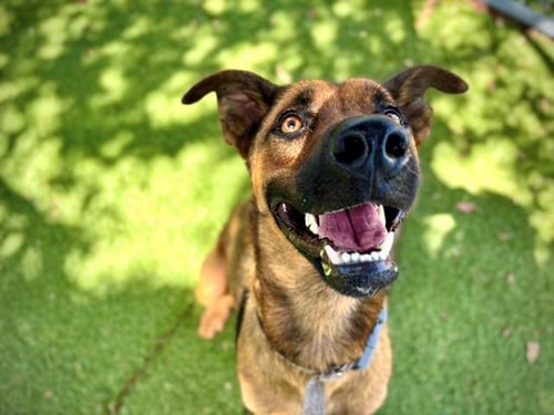SHARA - German Shepherd Dog available for adoption