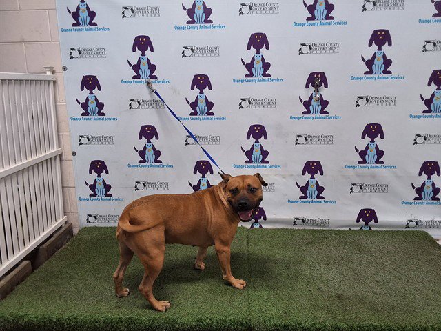 MURPHY Image