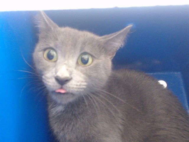 *PURRSEPHONE - Domestic Short Hair for adoption in Orlando