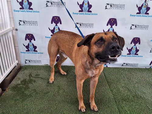 WOODY - German Shepherd Dog available for adoption