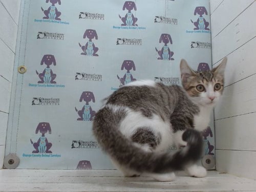 BRONCO - Domestic Short Hair available for adoption