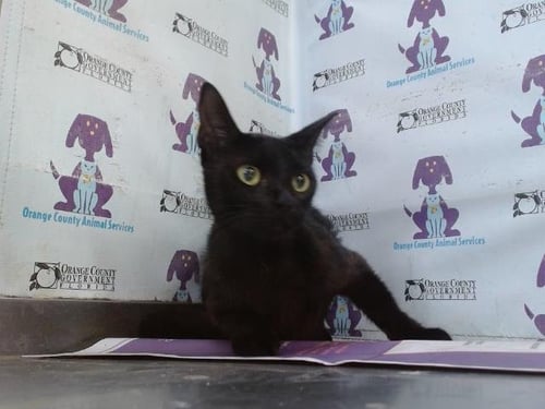 *STELLA - Domestic Short Hair available for adoption