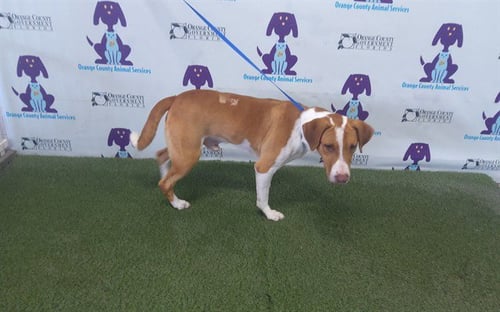 NEVIELLE - American Foxhound available for adoption