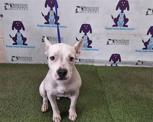 LAYLA - Pit Bull Terrier available for adoption