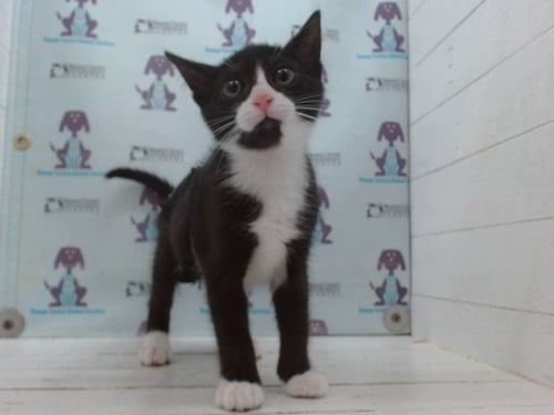 *MAGPIE - Domestic Short Hair available for adoption