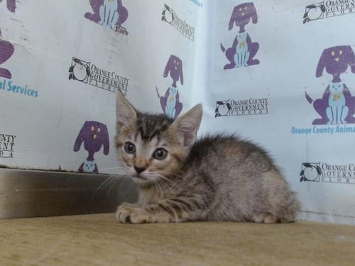 *NOVA - Domestic Short Hair available for adoption