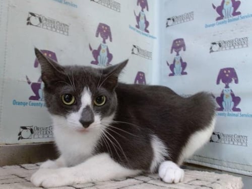 BOBBY - Domestic Short Hair available for adoption