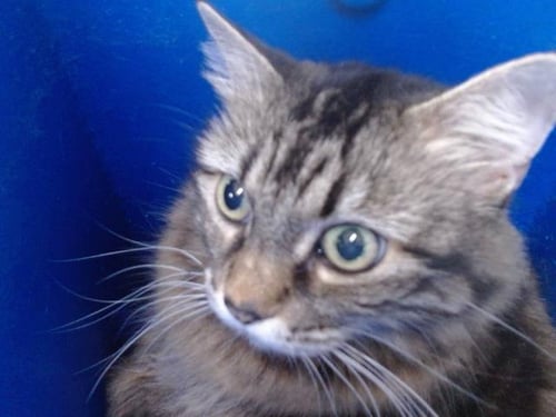 CLAUDIA - Domestic Long Hair available for adoption