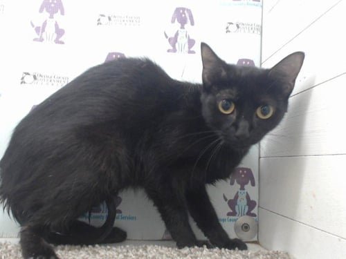 A599676 - Domestic Short Hair available for adoption