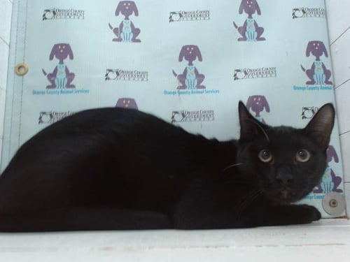LUCKY - Domestic Short Hair available for adoption