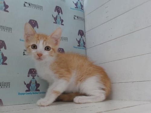 *SONIC - Domestic Short Hair available for adoption