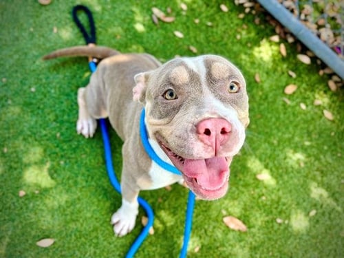 *FAITH - Pit Bull Terrier available for adoption