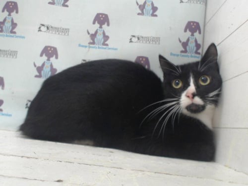 *ANNA - Domestic Short Hair available for adoption