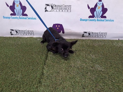 A595346 - Papillon available for adoption