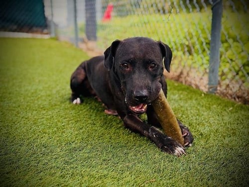 *TABITHA - Labrador Retriever available for adoption