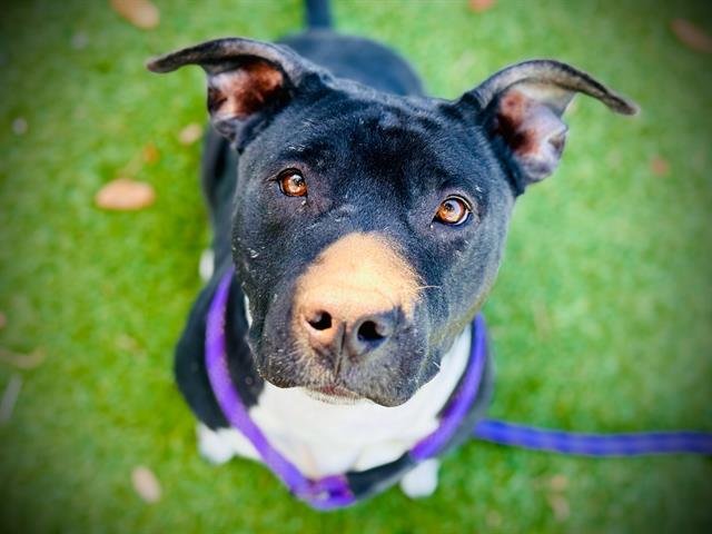 MORTICIA - Pit Bull Terrier for adoption in Orlando