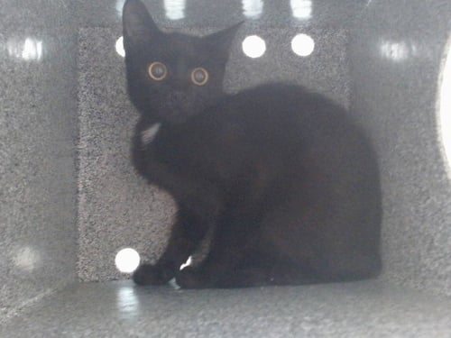 A606403 - Domestic Short Hair available for adoption