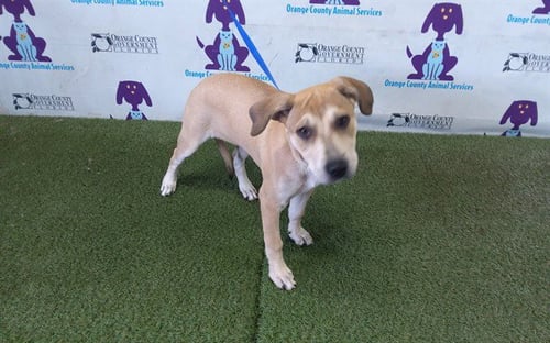 NAOMI - Pit Bull Terrier available for adoption
