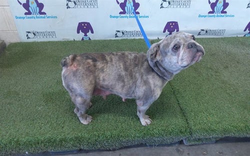 *NUTMEG - French Bulldog available for adoption
