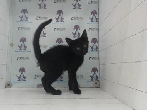 *TEDDY - Domestic Short Hair available for adoption