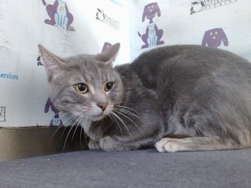 MERLAN - Domestic Short Hair available for adoption