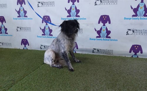 *PIPPIN - Papillon available for adoption