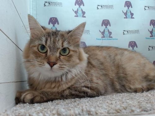 DISNEY - Domestic Medium Hair available for adoption