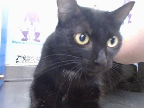 A599360 - Domestic Short Hair available for adoption