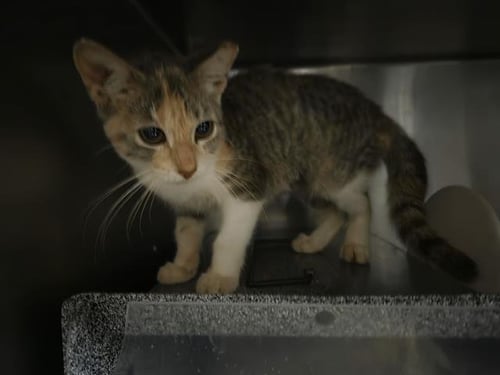 *CARA - Domestic Short Hair available for adoption