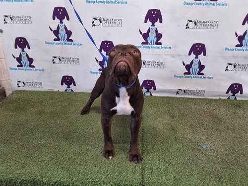 SNICKERS - American Bulldog available for adoption