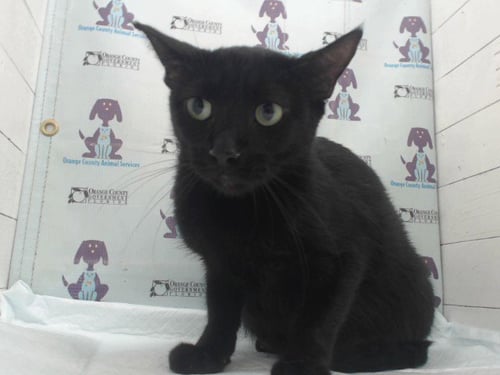 *LILITH - Domestic Short Hair available for adoption
