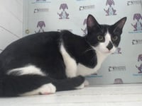 OREO - Photo 1