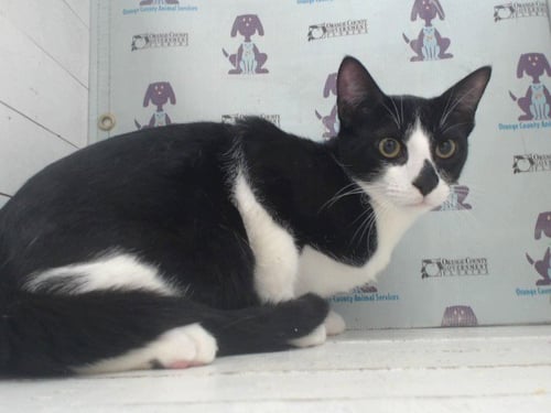 OREO - Domestic Short Hair available for adoption