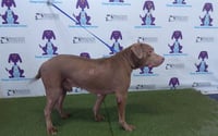 FRANKIE - Photo 1