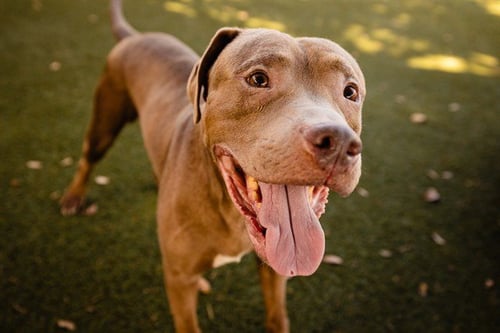 FRANKIE - Pit Bull Terrier available for adoption