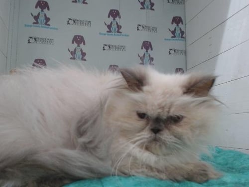 ADINA - Persian available for adoption