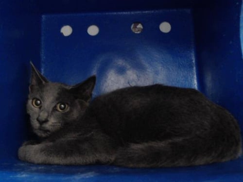 *DONNIE - Domestic Short Hair available for adoption