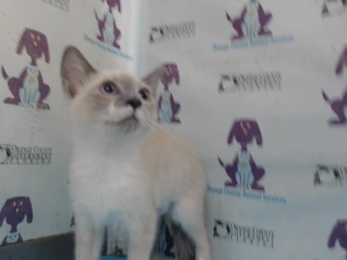 CYCLOPS - Domestic Short Hair available for adoption