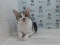 MUFFIN - Photo 1