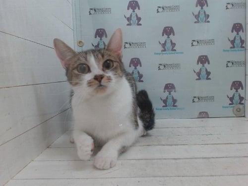 MUFFIN - Domestic Short Hair available for adoption