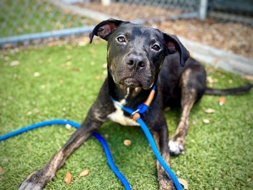 *MAISIE - Pit Bull Terrier available for adoption