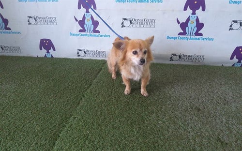 EEVEE - Pomeranian / Shih Tzu available for adoption