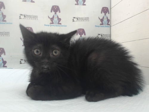PERCY - Domestic Short Hair available for adoption