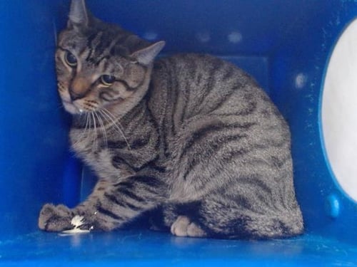 KITTY - Domestic Short Hair for adoption in Orlando