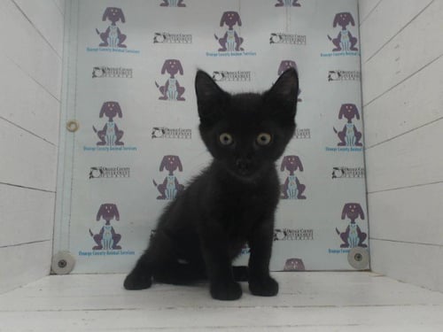 *BARRY - Domestic Short Hair available for adoption
