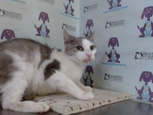 HOPE - Domestic Short Hair available for adoption
