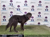 DANTE - Photo 1