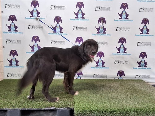 DANTE - Flat-coated Retriever available for adoption